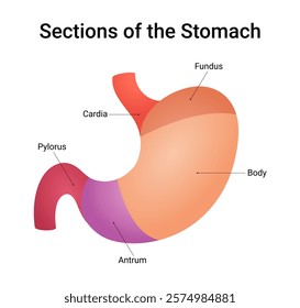 Sections of the Stomach Diagram
