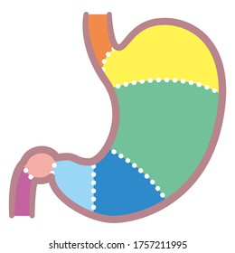 Sections of the stomach: duodenum, esophagus, sphincter and body. Human anatomy. flat illustration for medical and educational use. Detailed diagram of the structure from inside of the stomach