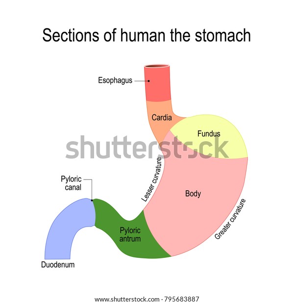 胃の部分 十二指腸 食道 括約筋 体 人間の解剖学 医療や教育用の平面的なイラスト 胃の内部からの構造の詳細図 のベクター画像素材 ロイヤリティフリー