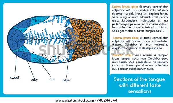 sections-tongue-different-taste-sensations-vector-stock-vector-royalty