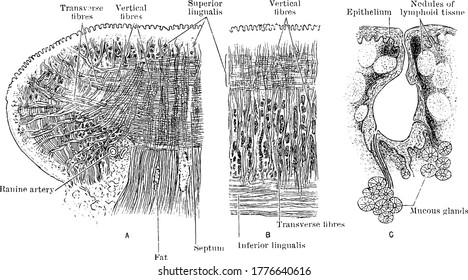 The sections of the tongue, in Transverse and longitudinal vertical section through the tongue and a lymphoid follicle from its back part, vintage line drawing or engraving illustration.