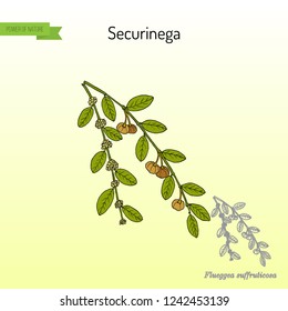 Securinega (Flueggea suffruticosa), medicinal plant. Hand drawn botanical vector illustration