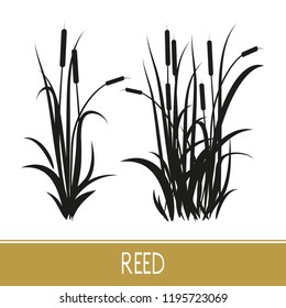  Sedge, reed, cane, bulrush. Set. Black silhouette on white background.