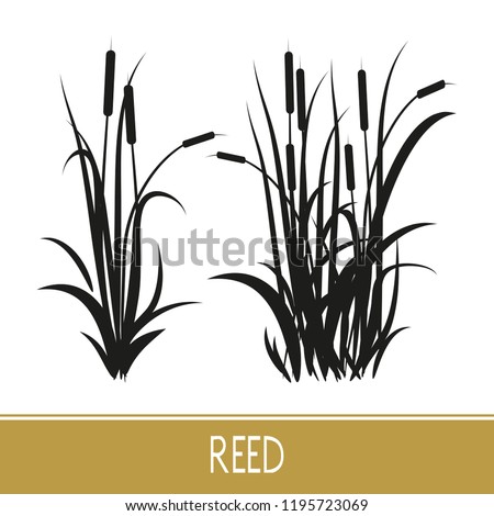  Sedge, reed, cane, bulrush. Set. Black silhouette on white background. Сток-фото © 