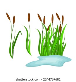 Sedge, reeds on the lake. Vector set on a white background.