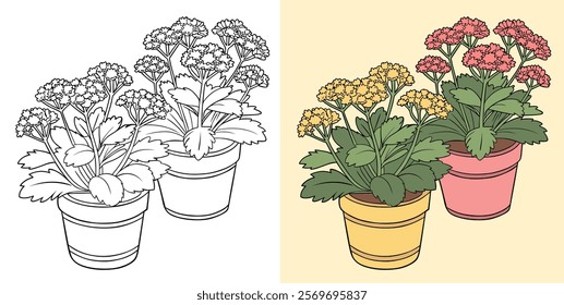 Sedum Flower Pot Plant Illustration in Line Art and Colored Style.