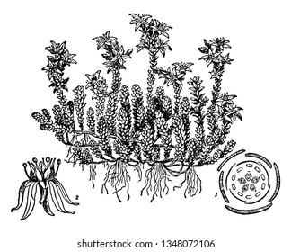 Sedum is the large stonecrop genus of the Crassulaceae, representing about 400 types of leaf succulents and creeping herbs to shrubs. The plants have water storing leaves and usually have five petals