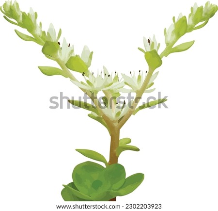 Sedum ternatum (Wild Stonecrop) Native North American Woodland Wildflower Isolated
