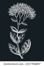 Sedum vector illustration. Hand drawn summer flower sketch. Stonecrops drawing on chalkboard. Succulents flowering plant. Floral design element in engraved style