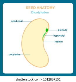 Seed Anatomy Scheme Dicotyledon Bean Seed Stock Vector (Royalty Free ...