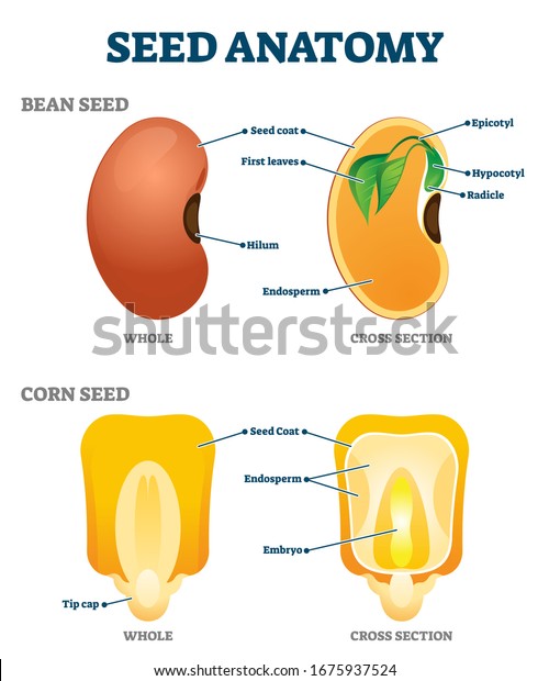 Анатомия семени саранск магазины семян