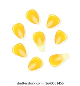 Seed corn, isolated on white background. Ripe corn. Vector illustration.