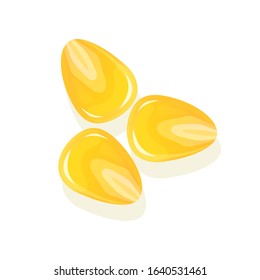 Seed corn, isolated on white background. Ripe corn. Vector illustration.