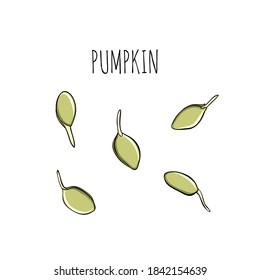 Seed cultivation set - vector illustration. Microgreens in sketch and freehand style. Pumpkin sprouts, Healthy and wholesome vegan food for restaurants, cafes and kitchens.