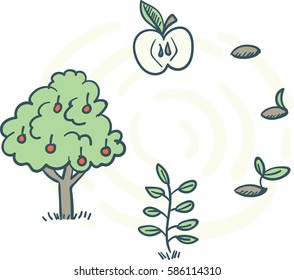 Seed Cycle Illustration Stock Vector (royalty Free) 586114310 