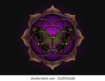 Seed Flower of life lotus icon and black magical butterfly, yantra mandala sacred geometry, golden symbol of harmony and balance. Mystical talisman, gold lines vector isolated on purple background 