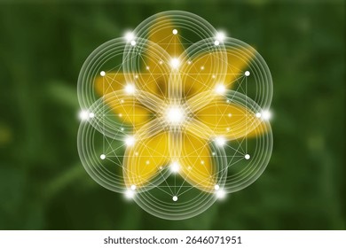 Seed Flower of life lotus icon, logo mandala sacred geometry, symbol of harmony and balance. Mystical talisman, white circles lines vector green natural background