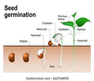 Bean Seed Growth Chart