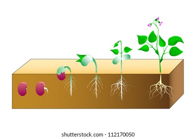 Seed germination beans. Vector