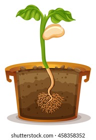 Seed germination in clay pot illustration