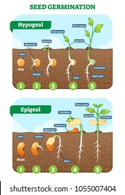 Seed Germination Cross Section Vector Illustration In Stages. Hypogeal And Epigeal Types. Plant Gardening Information.