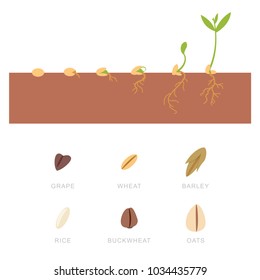 Seed germination and grains: buckwheat, wheat, oats, grapes, rice and barley. Vector set of flat icons isolated on white background.