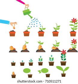 seed germination on soil, evolution concept