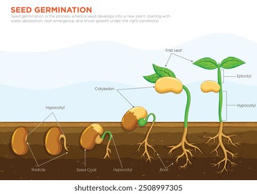 A germinação de sementes é o processo em que uma semente se desenvolve em uma nova planta, começando com a absorção de água, a emergência da raiz e o crescimento do rebento nas condições certas.