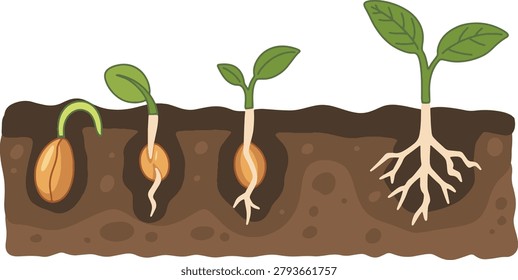 Seed Germination Soil Growth Stages
