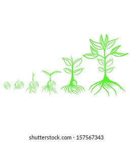 Seed germination . Vector