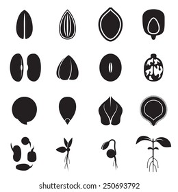 Seed icon set, which represents the most common types of crop seeds such as beans, buckwheat, wheat, sunflower, pumpkin, castor, soy etc. and germination of seeds and sprouts. Vector illustration