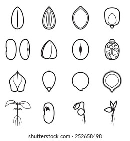 Seed icon set, which represents the most common types of crop seeds such as beans, buckwheat, wheat, sunflower, pumpkin, castor, soy etc. Vector illustration