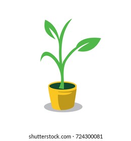 seed inside pot