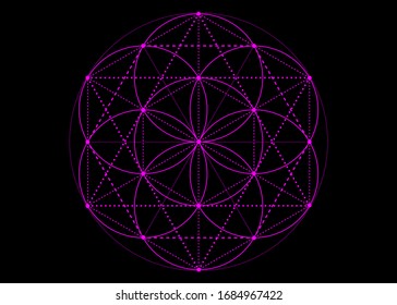 Seed of life symbol Sacred Geometry. Pink mystic mandala of alchemy esoteric, Flower of Life. Vector neon purple effect isolated on black background