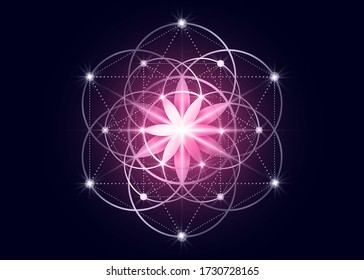 Seed of life symbol Sacred Geometry.  Geometric mystic mandala of alchemy esoteric Flower of Life. Gold rose luxury design, vector divine meditative amulet isolated on dark pink background