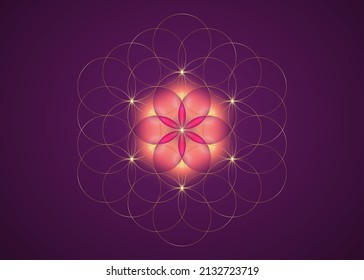 Seed of life symbol Sacred Geometry. Gold Logo icon  Geometric mystic mandala of alchemy esoteric pink Flower of Life. Interlaced circles, vector divine meditative amulet isolated on purple background