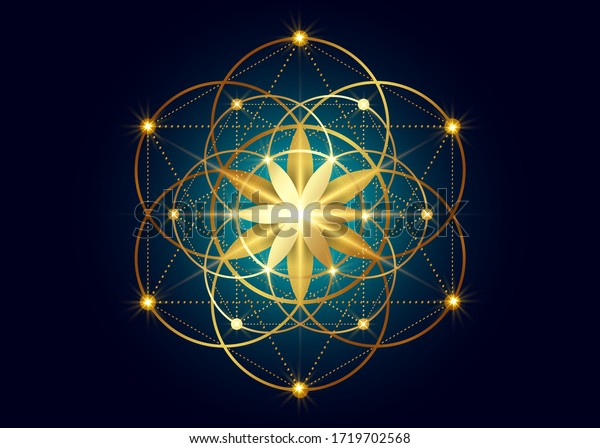 Seed\
of life symbol Sacred Geometry.  Geometric mystic mandala of\
alchemy esoteric Flower of Life. Gold luxury design, vector divine\
meditative amulet isolated on dark blue\
background