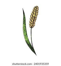 seed millet hand drawn. wheat vector, corn barley, crop organic seed millet vector sketch. isolated color illustration