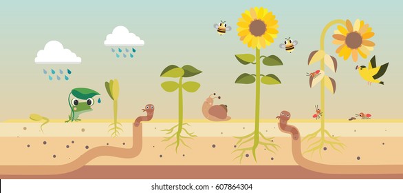 From seed to seed plant growth proccess illustration design
