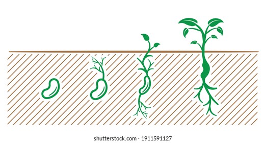 Saatgut, Sapling, Pflanzen und Blätter. Pflanzen mit Samen, Pflanzensamen, Vektorgrafik.