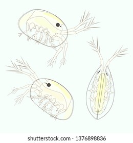 Seed shrimps (ostracods) pattern