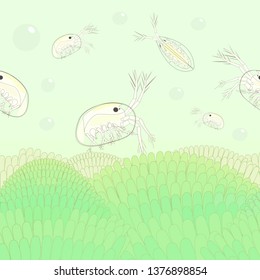 Seed shrimps (ostracods) pattern