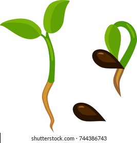 Seed and small sprout with two green leaves on white background