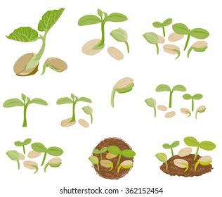 Seed and sprout set template.
