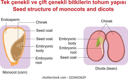 Saatgutstruktur von Monocots und Dicots