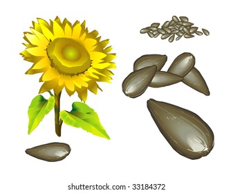 Seed, sunflower