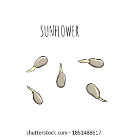 Seed sunflower cultivation set - vector illustration. Microgreens in sketch and freehand style. Sprouts, Healthy and wholesome vegan food for restaurants, cafes and kitchens