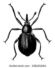 Seed Weevil is a beetle in the Brentidae family of straight snouted weevils, vintage line drawing or engraving illustration.