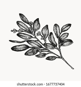 seeded eucalyptus botanical hand drawn isolated vector artwork. Trending greenery illustrations for wedding. Drawing for your creative projects, tattoo, posters, floral compositions, graphic design.