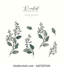 Seeded eucalyptus branch. Hand drawn wedding herb, plant elegant leaves for invitation save the date card design. Botanical rustic trendy greenery vector illustration